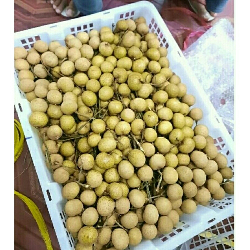 

Kelengkeng 1 keranjang 11 kg