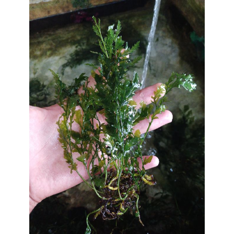 BOLLBITIS TANAMAN AQUASCAPE PER BATANG LOW C02