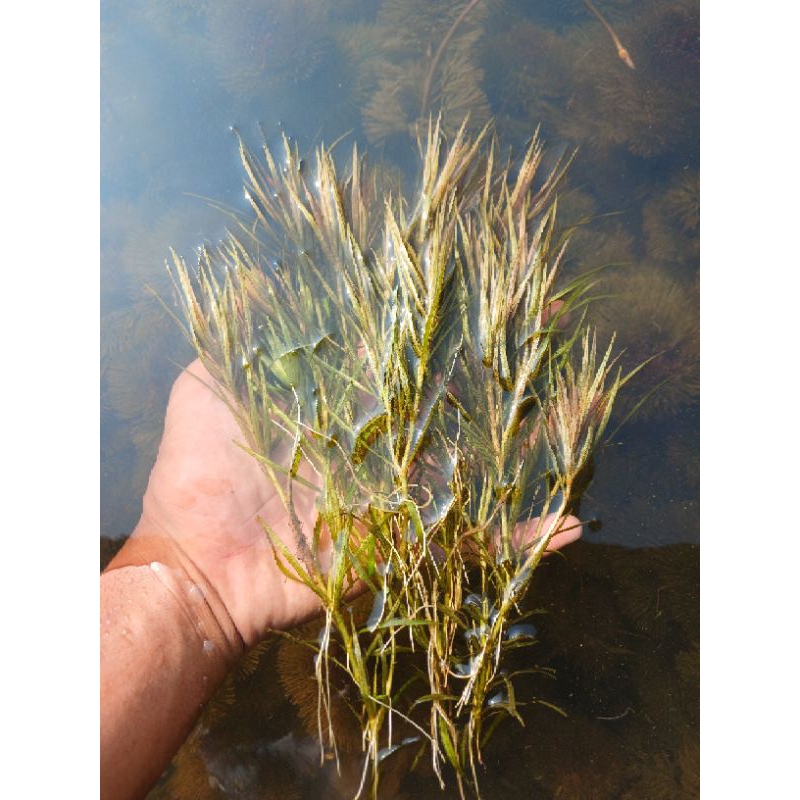BLYXA JAPONICA PER 10-100 BATANG TANAMAN HIAS AQUASCAPE LOW CO2