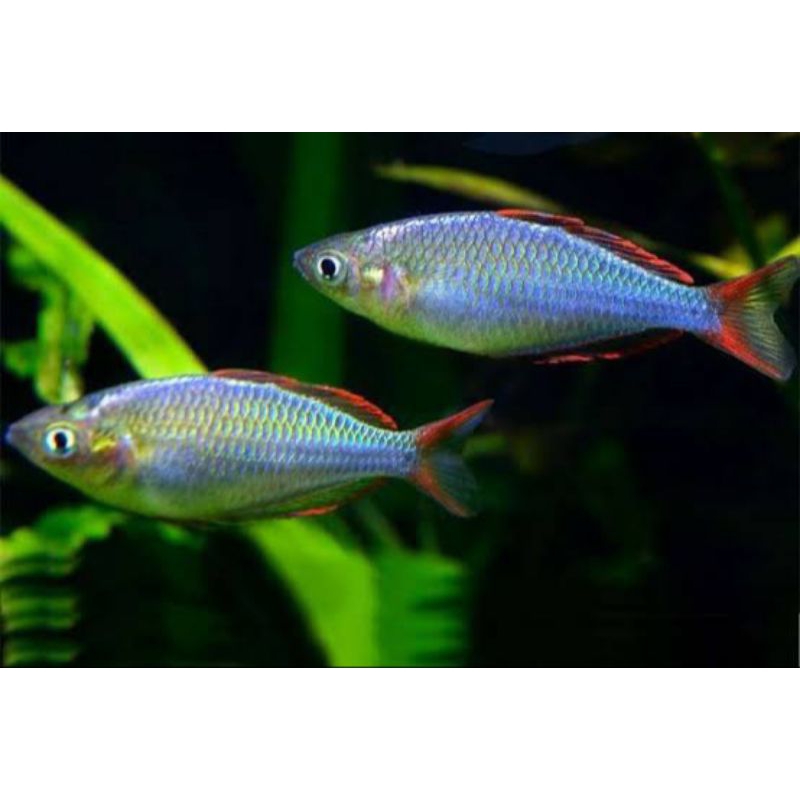 Rainbow peacock ikan aquascape