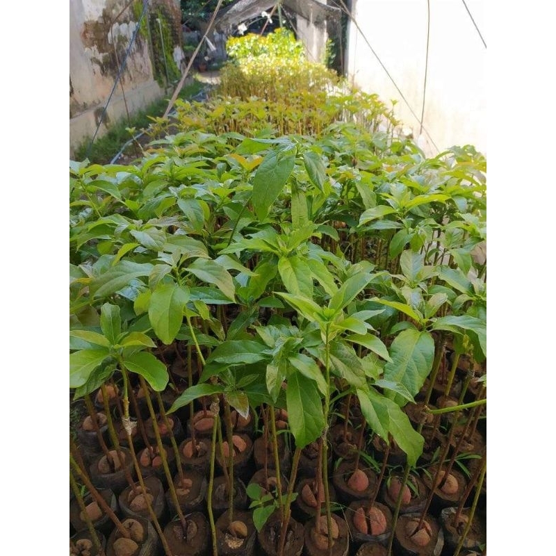 BIBIT ALPUKAT ALIGATOR BABY BIBIT BABY ALPUKAT ALIGATOR