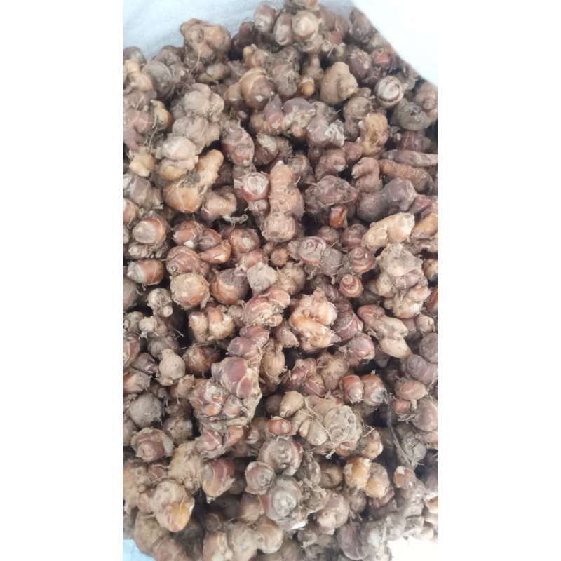 

kencur tua wangi fresh 10 kg