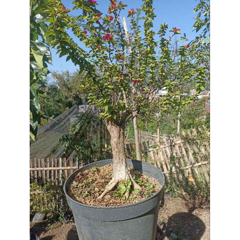 Bahan Bonsai Bougenville Singapore Batang Besar