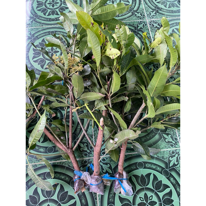 fresh cangkok mangga manalagi ukuran lumayan besar
