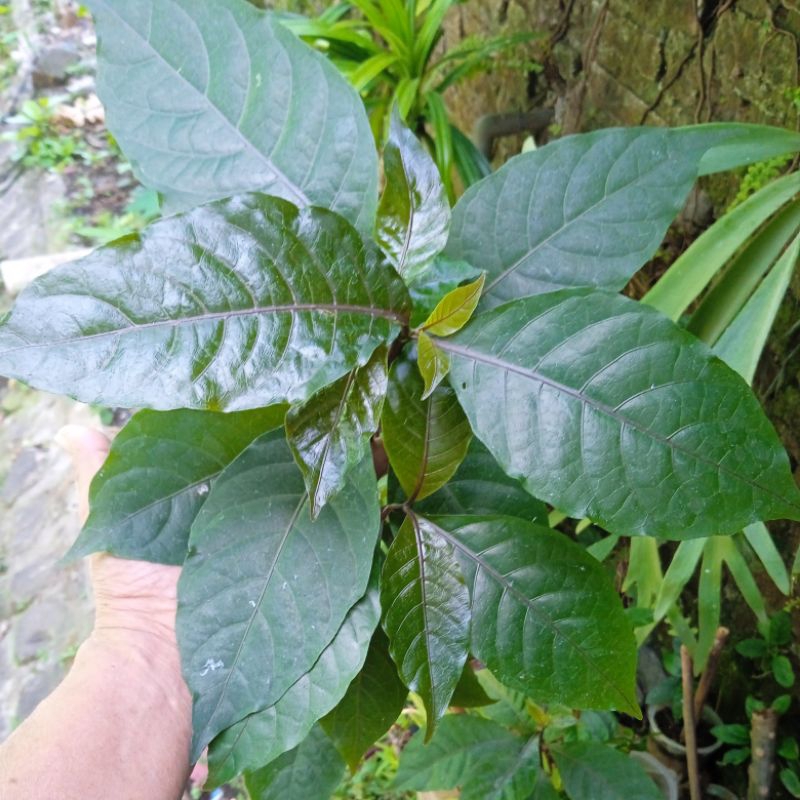 tanaman herbal daun ungu