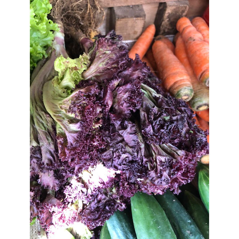 

LAROSA SELADA UNGUN fresh