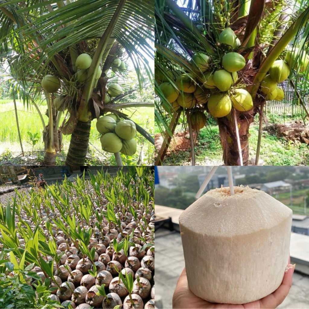 Bibit Kelapa Kopyor, Bibit Kelapa Kopyor Genjah, Bibit Kelapa Kopyor, Bibit Kelapa Kopyor Asli