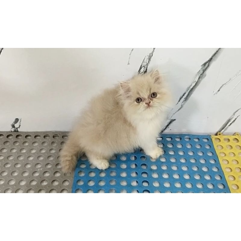 Kitten Persia flatnose