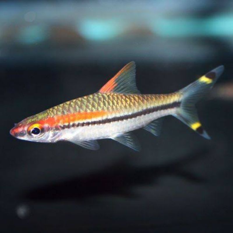 Pontius denisoni ikan aquascape
