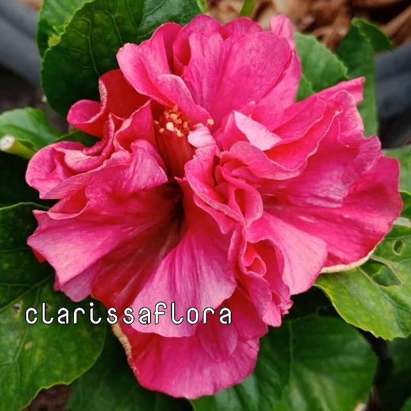 tanaman hias bunga sepatu hibiscus pink tumpuk