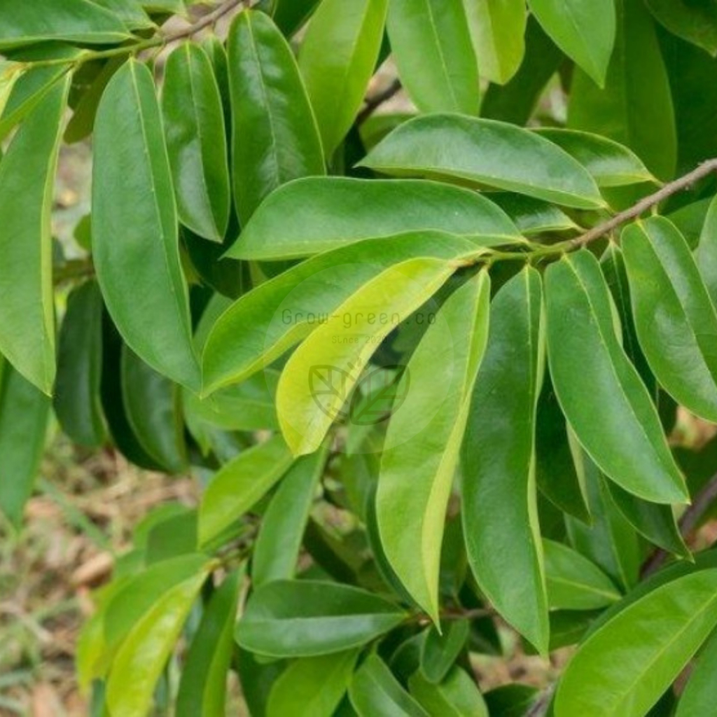 

Daun sirsak segar , DI PETIK SAAT DIPESAN