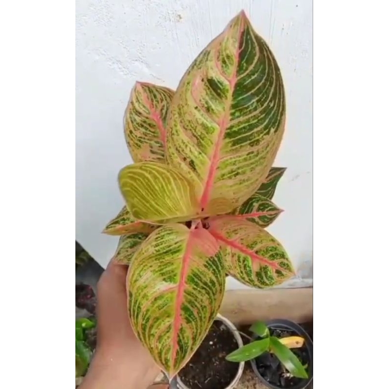 tanaman hias aglaonema aglonema Kresna golden