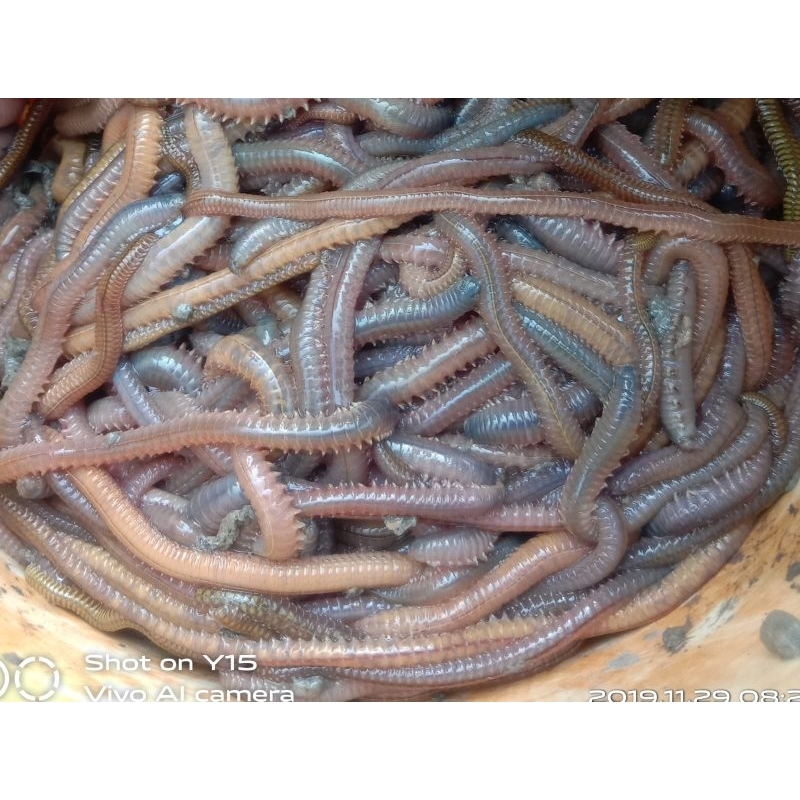 umpan kualitas terbaik Cacing naga laut/cacing lur,cacing cilung.