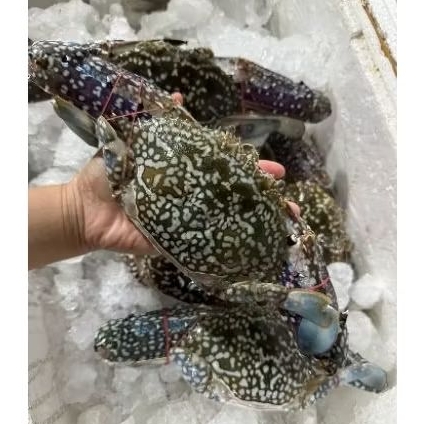 

RAJUNGAN 1 KG ISI 6-8