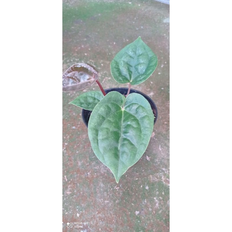 anthurium luxurian x dorayaki