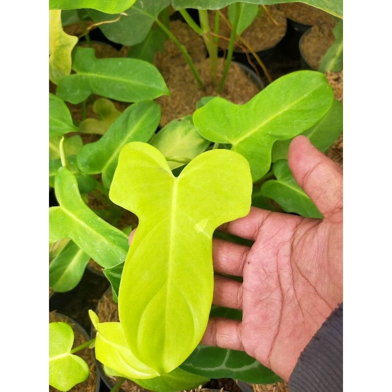 philodendron violin golden