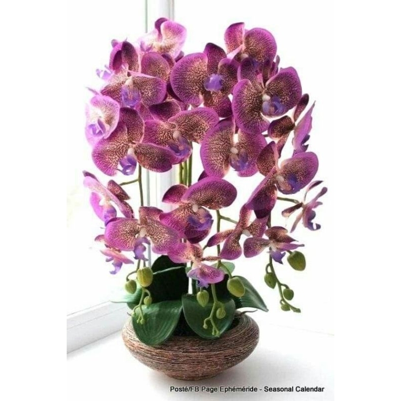 tanaman hias anggrek bulan dewasa (wess)