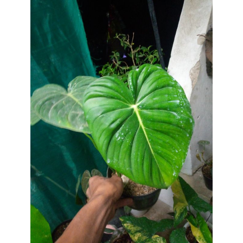 Philodendron McDowell