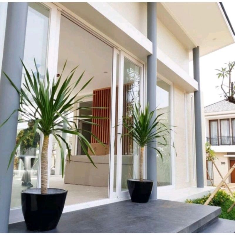 Pohon pandan bali tinggi 80 sampai 1 meter tanaman/ pohon indoor dan outdoor