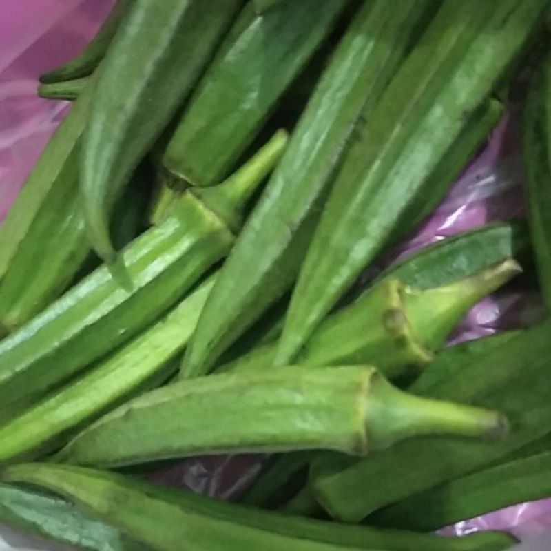 

Sayur Gumbo Bendi Okra hijau petik segar