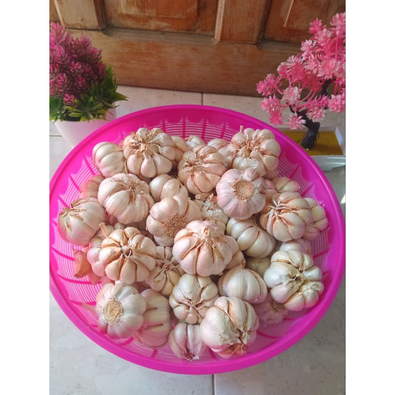 

BAWANG PUTIH KATING 1 KG,KUALITAS TERBAIK