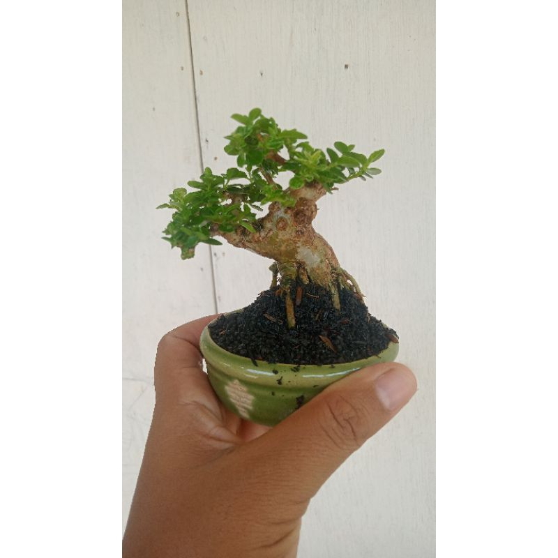 bonsai sianci