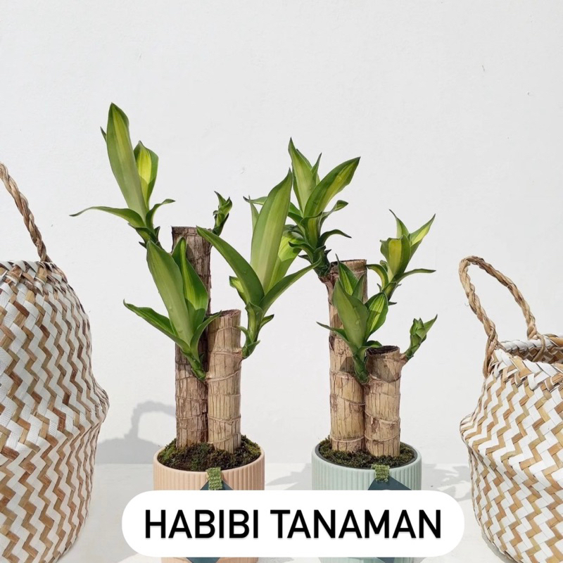 tanaman hanjuang golden, hanjuang kuning, draceana variegata