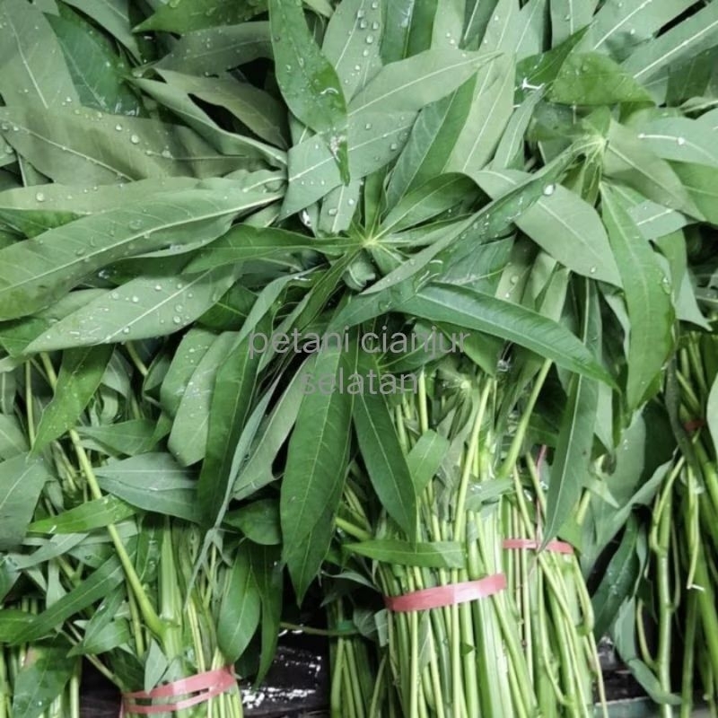 

Daun Singkong Segar 1 ikat besar | Daun Singkong Lembut Tidak Alot | Daun Singkong Muda | Daun Singkong Fresh