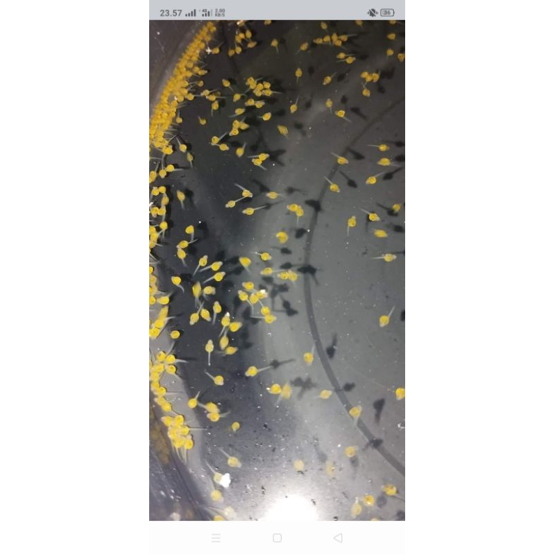 

telur gurme hitam soang berkualitas isi 500butir