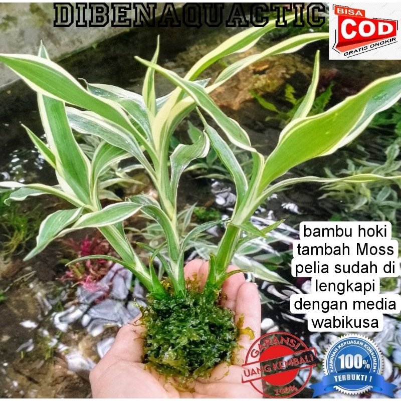 tanaman hias akuarium bambu hoki-sri rejeki tambah Moss media wabikusa