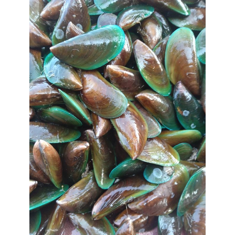 

KERANG HIJAU FRESH