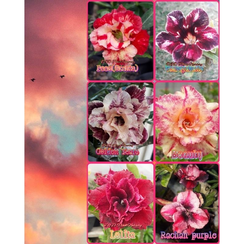 Adenium bunga tumpuk (Graftingan size B)