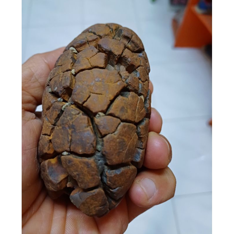 batu fosil telor naga zaman purba