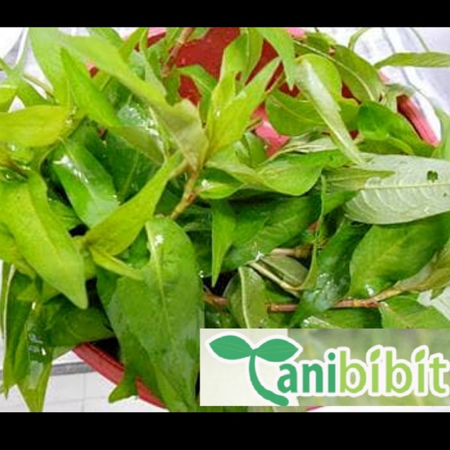 

Yang terbaru Daun Kesum Segar 1gram Daun Kari Segar