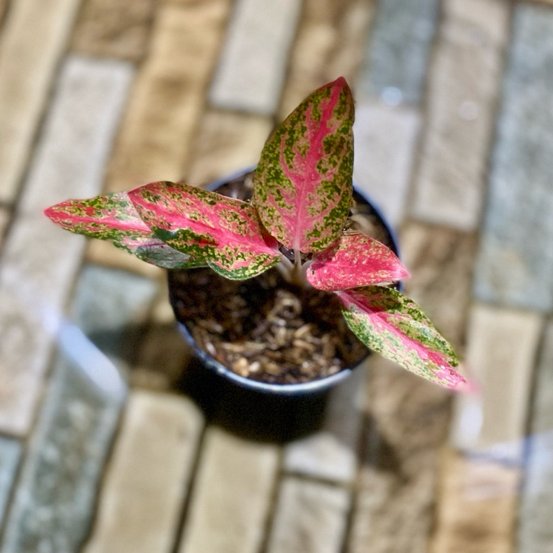 Aglaonema Kendedes