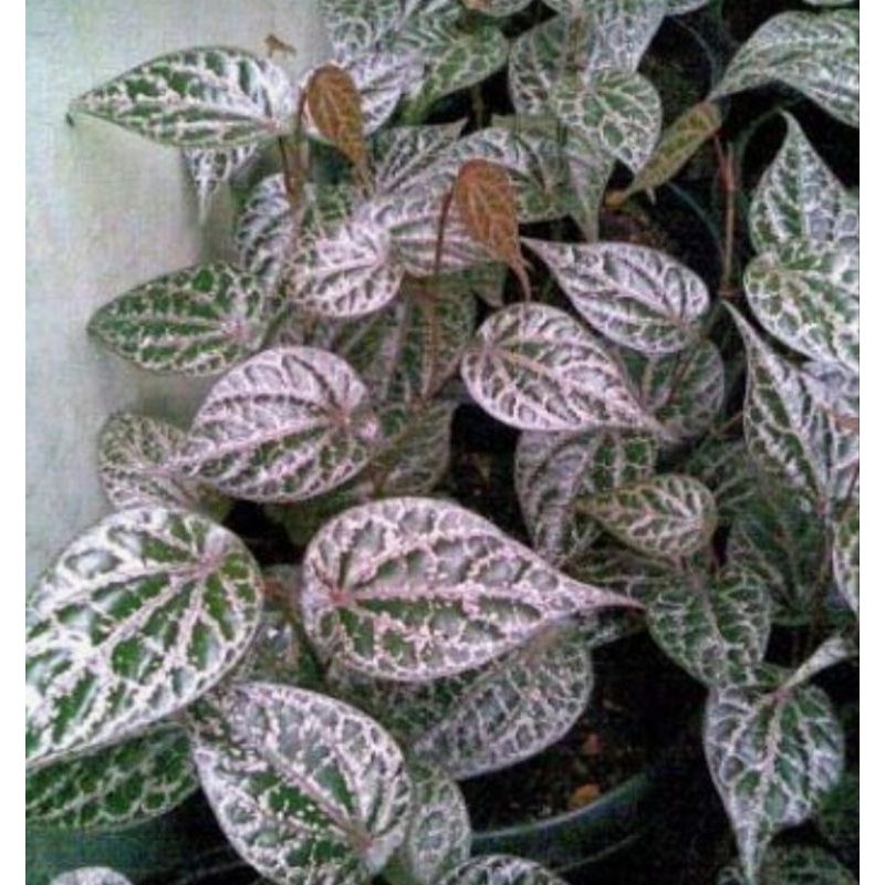 

DAUN SIRIH MERAH SEGAR 10 LEMBAR