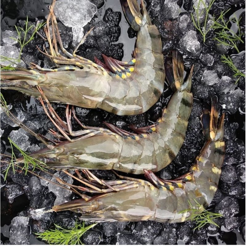 UDANG WINDU/TIGER/PANCET