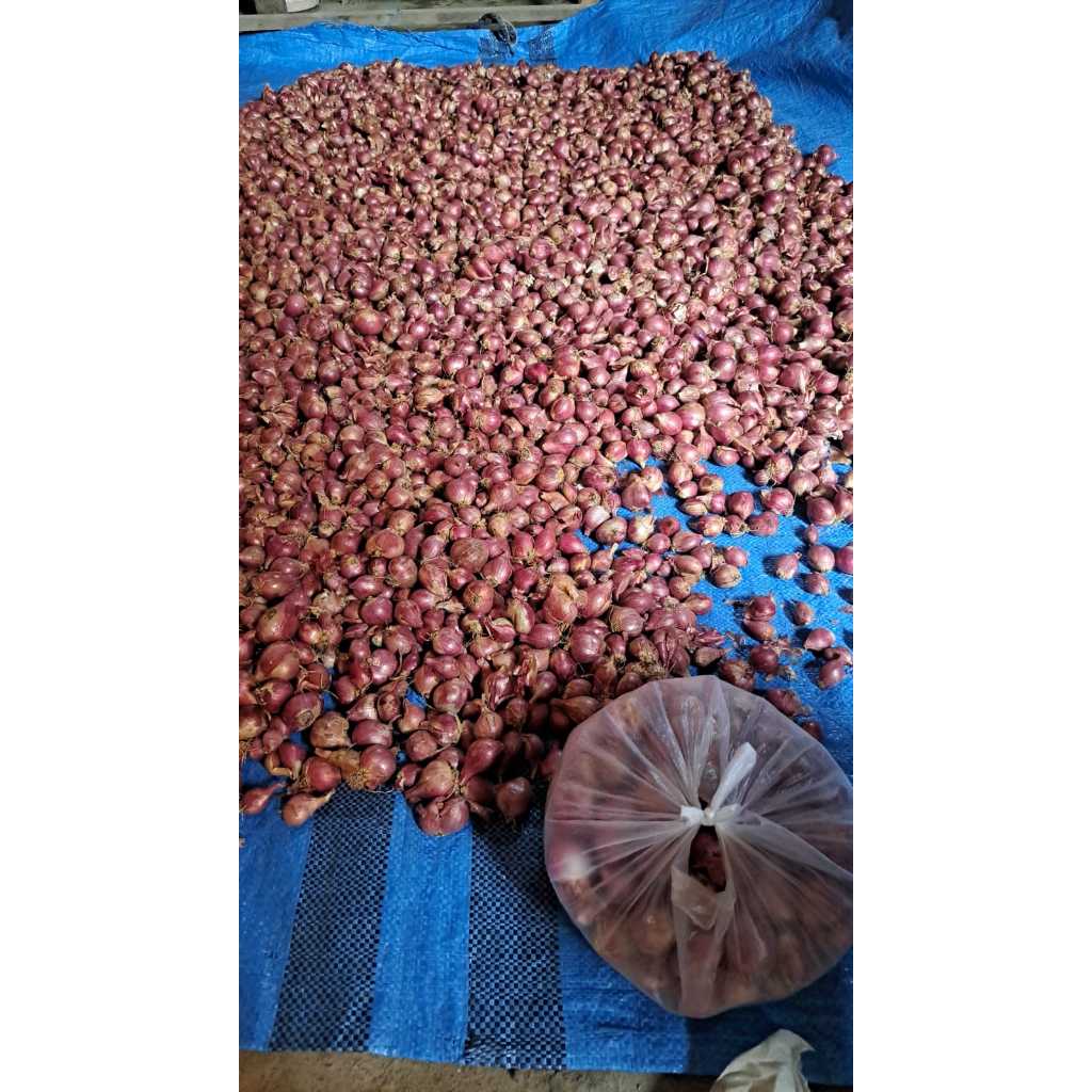 

Bawang Merah Sayur Termurah Langsung dari Petani