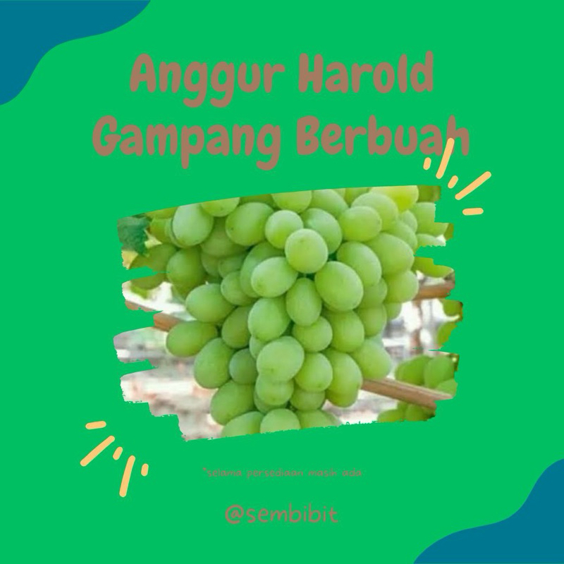 

Anggur manis import jenis Harol