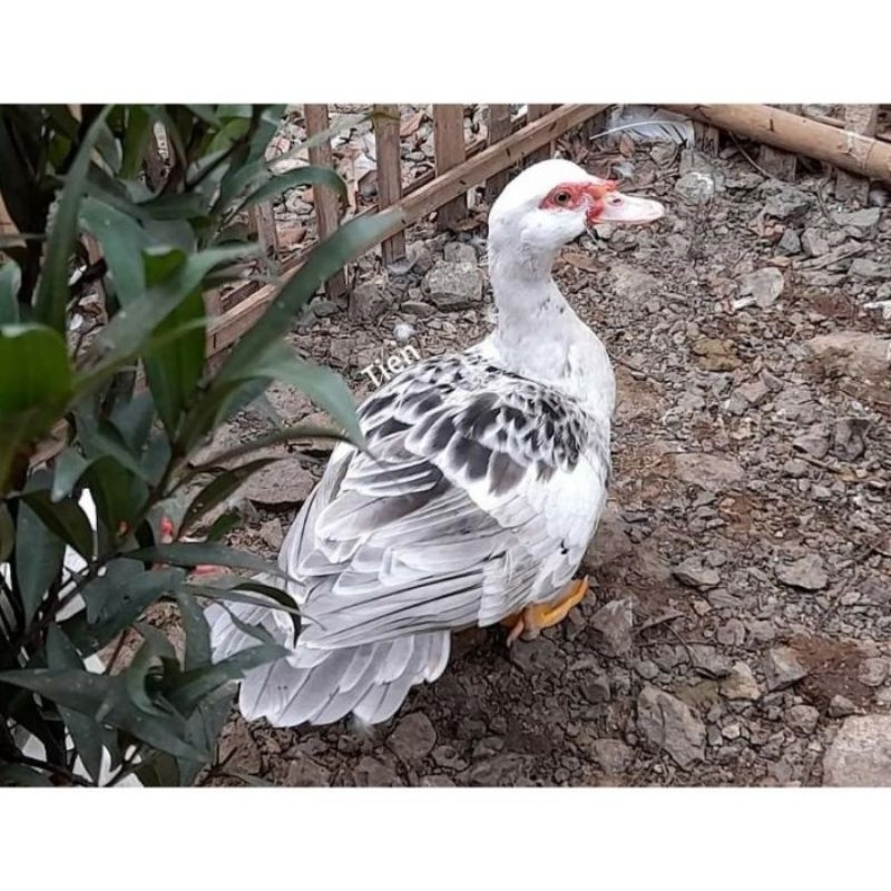 Entok hias silver usia 40 hari