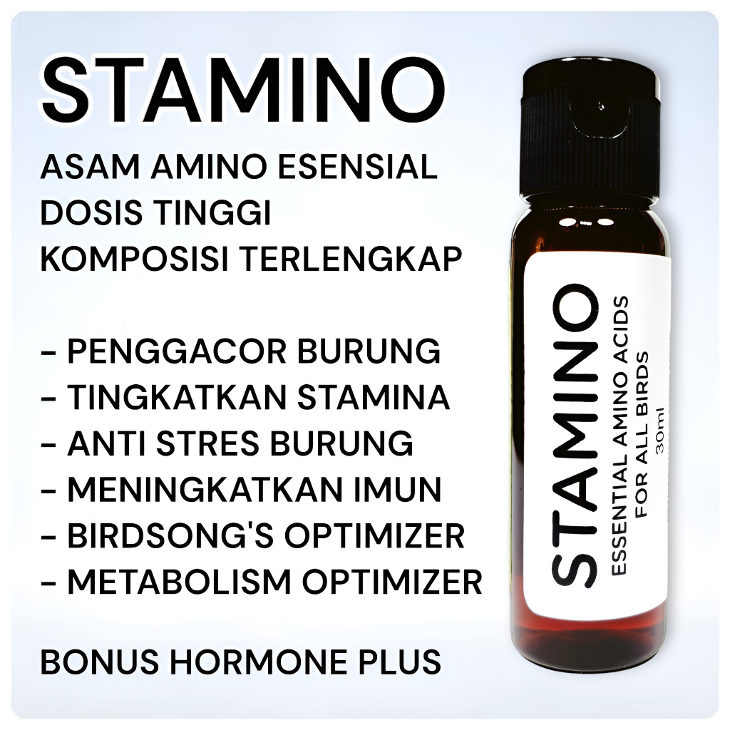 STAMINO Suplemen Asam Amino Esensial Plus Penggacor Burung (Terbaik, Best Seller)