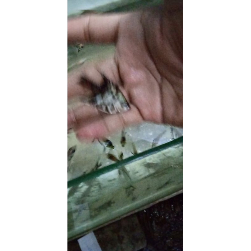 hiasan aquascape manfish tricolor