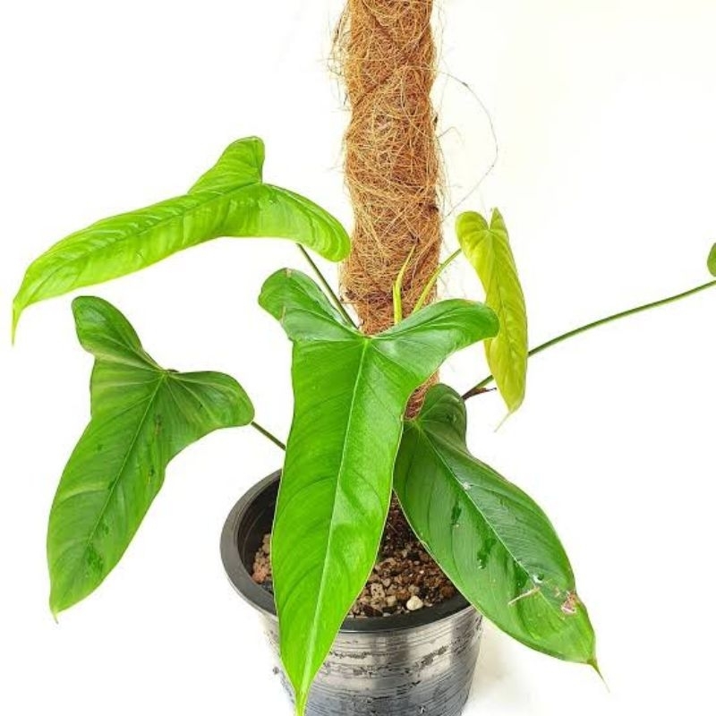 Philodendron Sharoniae San Antonio Original Sudah Bertanduk Jaminan Asli / Philodendron Sharoni San 