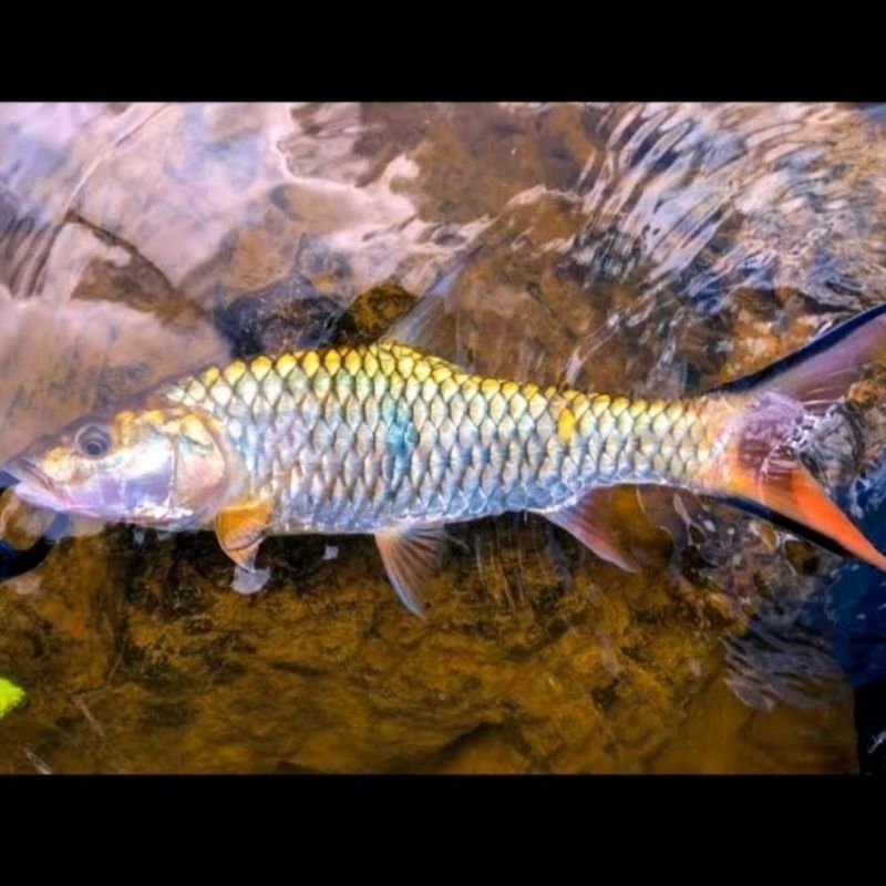 

PROMO sticker HAMPALA 10-15cm