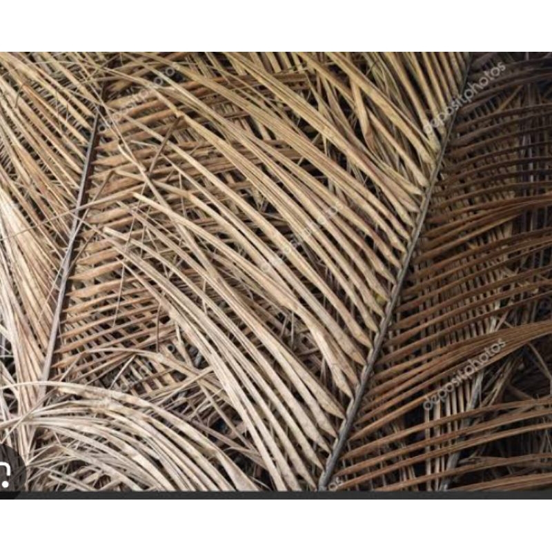 daun kalapa kering  kualitas super . kemasan  1 dahan estimasi berat 1 kg