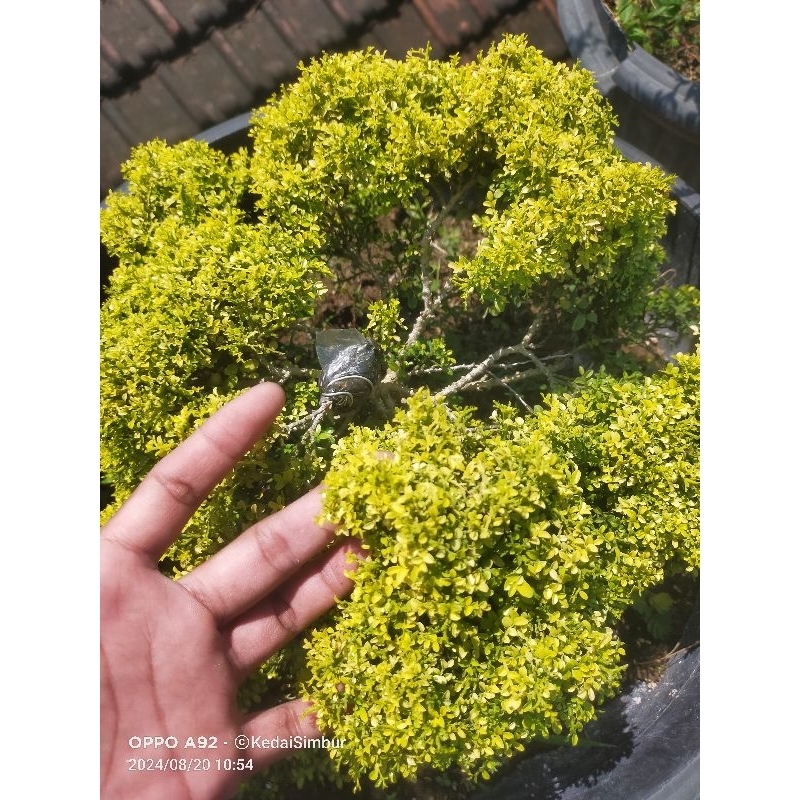 Kemuning super micro gold (thailand)