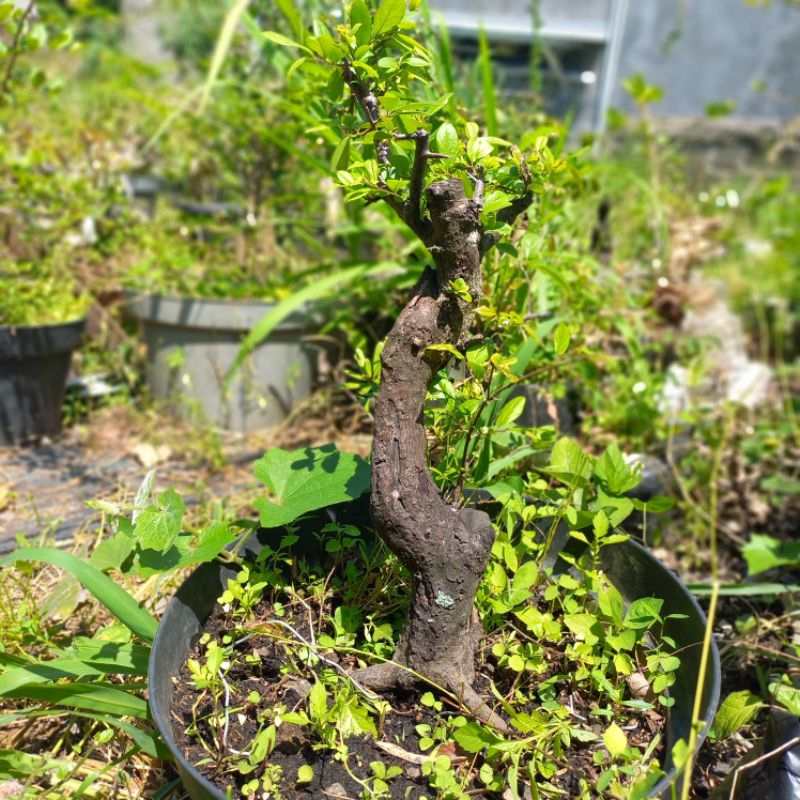 Bonsai mustam cakep