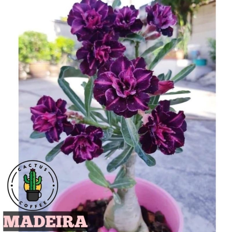 Pohon Kamboja adenium  bunga tumpuk (id: Madeira)