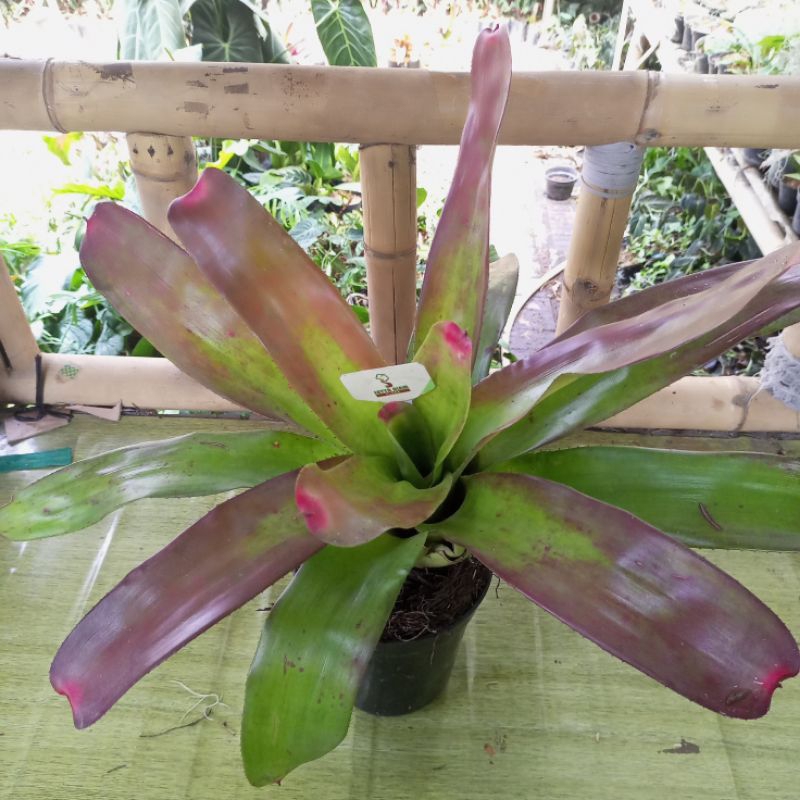 tanaman hias koleksi bromelia neoregelia hybrid / neoregelia / bromelia giant merah / giant kuteks