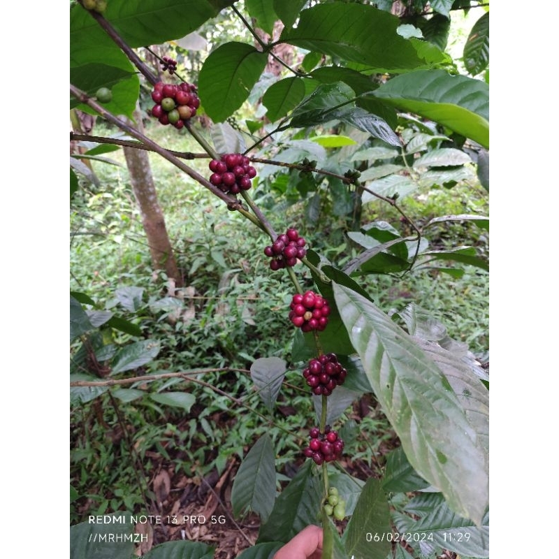 

greenbean kopi Robusta, gunung Slamet